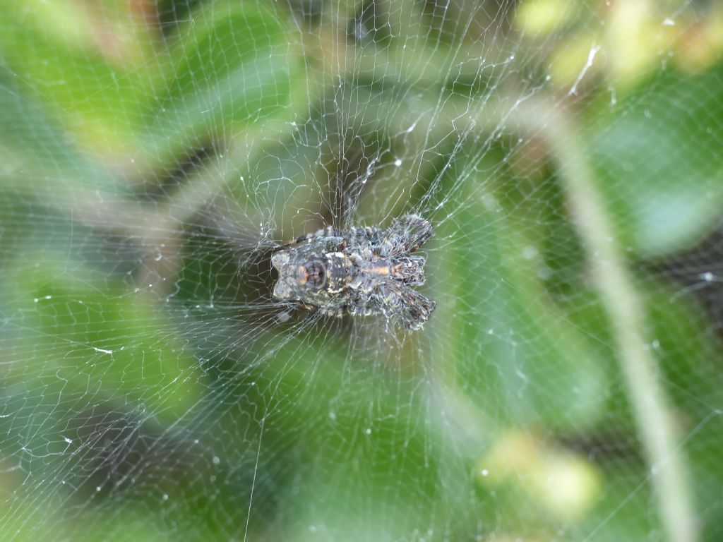 Cyrtophora citricola? S!   - Roma